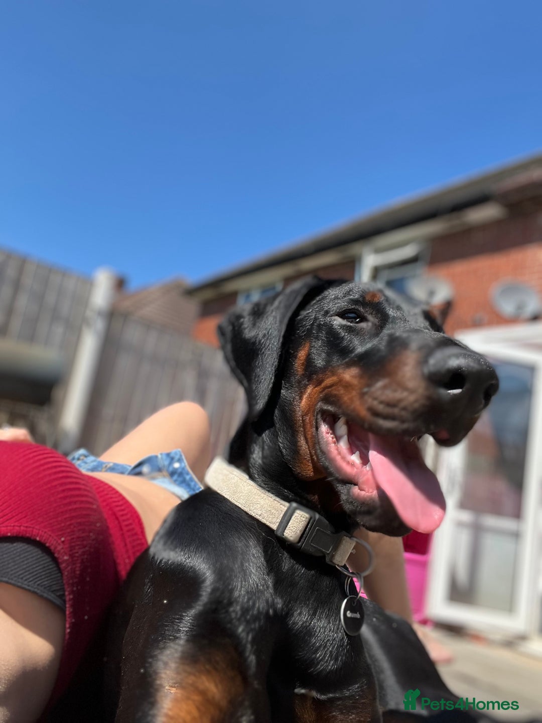 Dobermann dogs for sale: Loving, Cat-Free Home for Wonderful Doberman Girl - Advert 7
