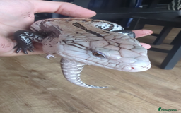 Skink reptiles for sale: Halmahera blue tongue skink - Image 1