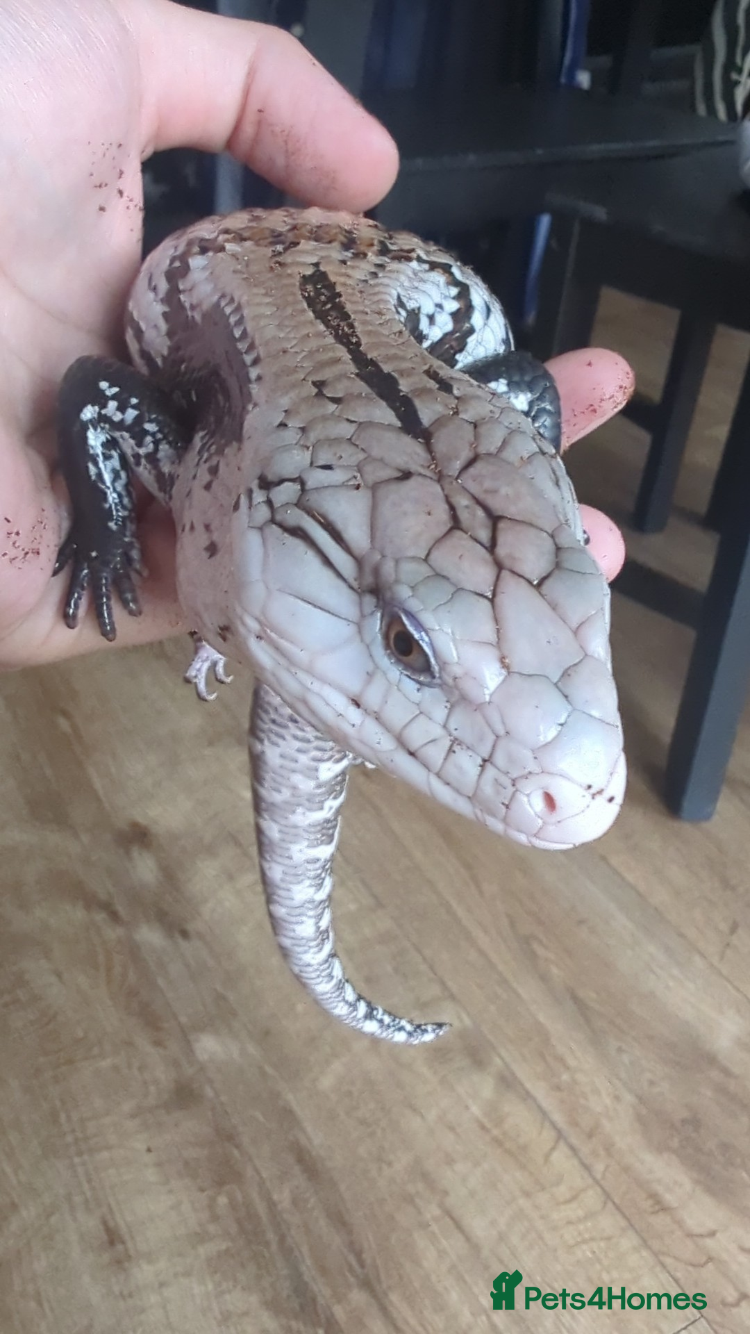 Skink reptiles for sale: Halmahera blue tongue skink - Image 1