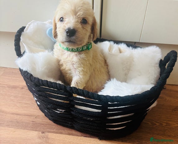 Labradoodle dogs - Advert 1