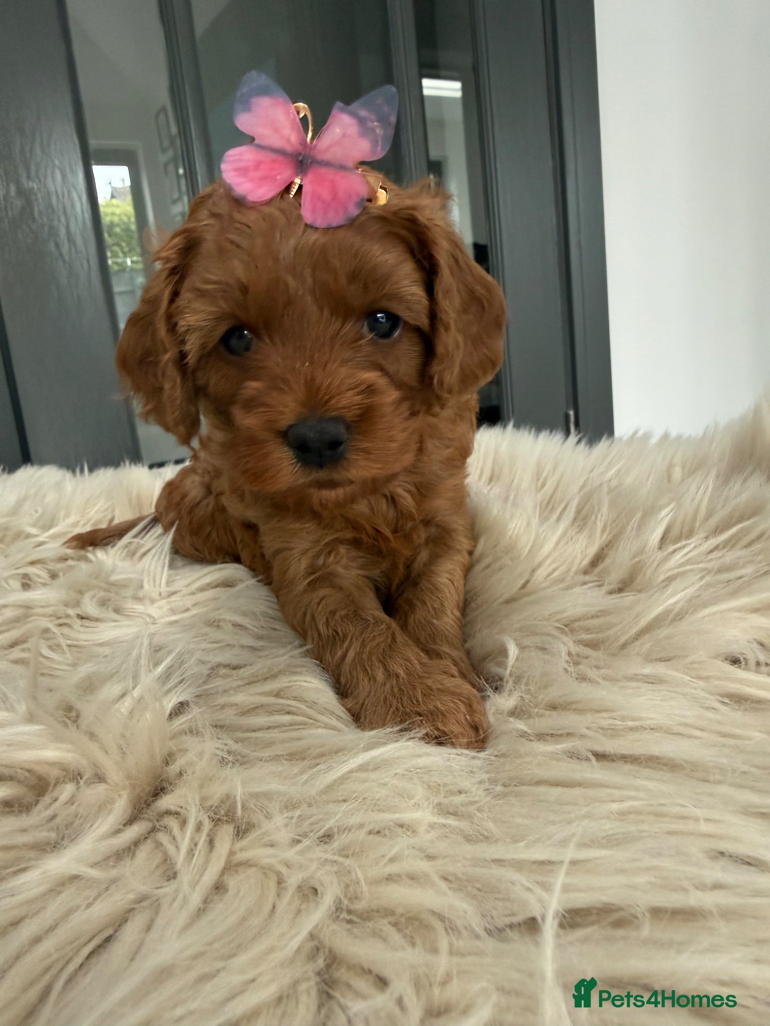 Cavapoo dogs Beautiful F1b Toy Cavapoos parents health checked  - Advert 9
