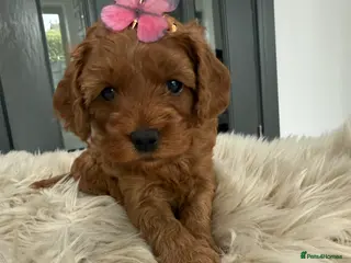 Cavapoo dogs Beautiful F1b Toy Cavapoos parents health checked - Advert 9