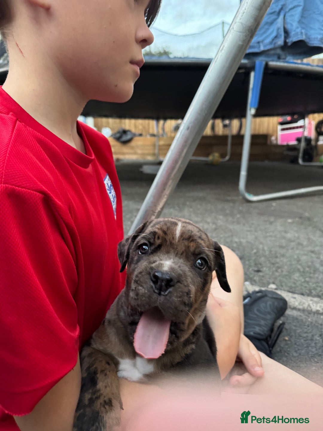 Mixed Breed dogs for sale: Mixed Merle cane corso puppies.  - Image 4