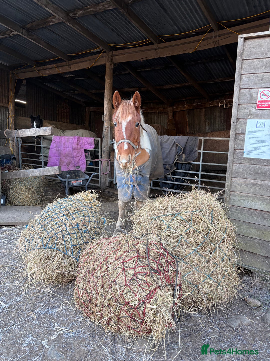 Irish Cob horses for sale: Sweet mare  - Advert 1