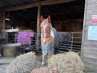 Irish Cob horses Sweet mare - Advert 17
