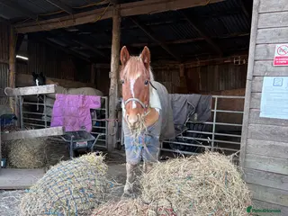Irish Cob horses Sweet mare - Advert 9