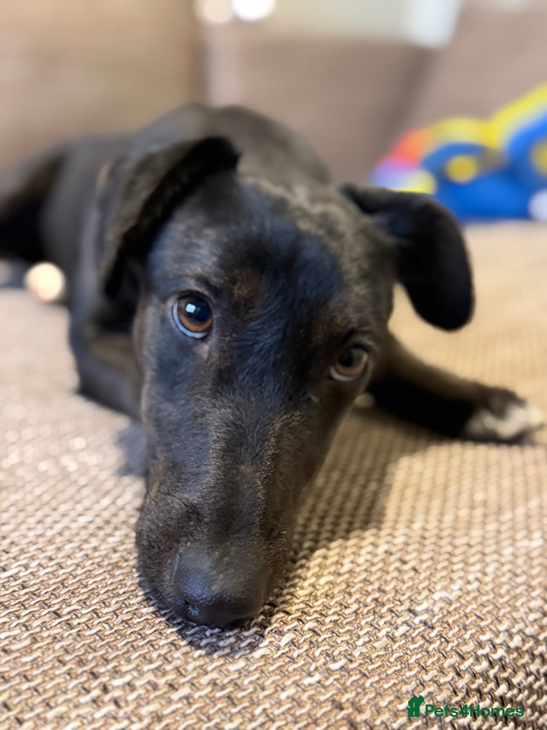 Dachshund dogs for adoption: Cute Lolita looking for LOVE  - Advert 21