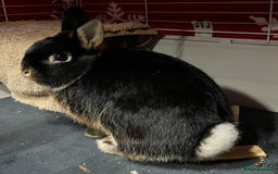 Netherland Dwarf rabbits for sale: Netherlands dwarf black for sale - Advert 3