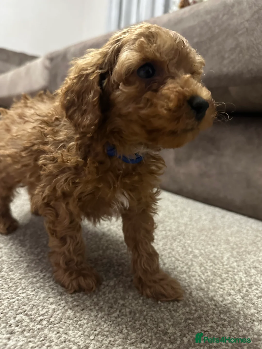 Toy Poodle dogs for sale: Toypoodle💙champion bloodline,kc,dna clear parent  - Advert 5