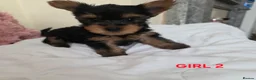 Yorkshire Terrier dogs for sale: STUNNING YORKSHIRE TERRIER PUPPIES FOR RESERVATION in Birmingham - Advert 3