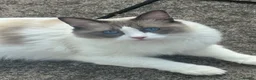 Ragdoll cats for sale: Walter in Wolverhampton - Advert 3