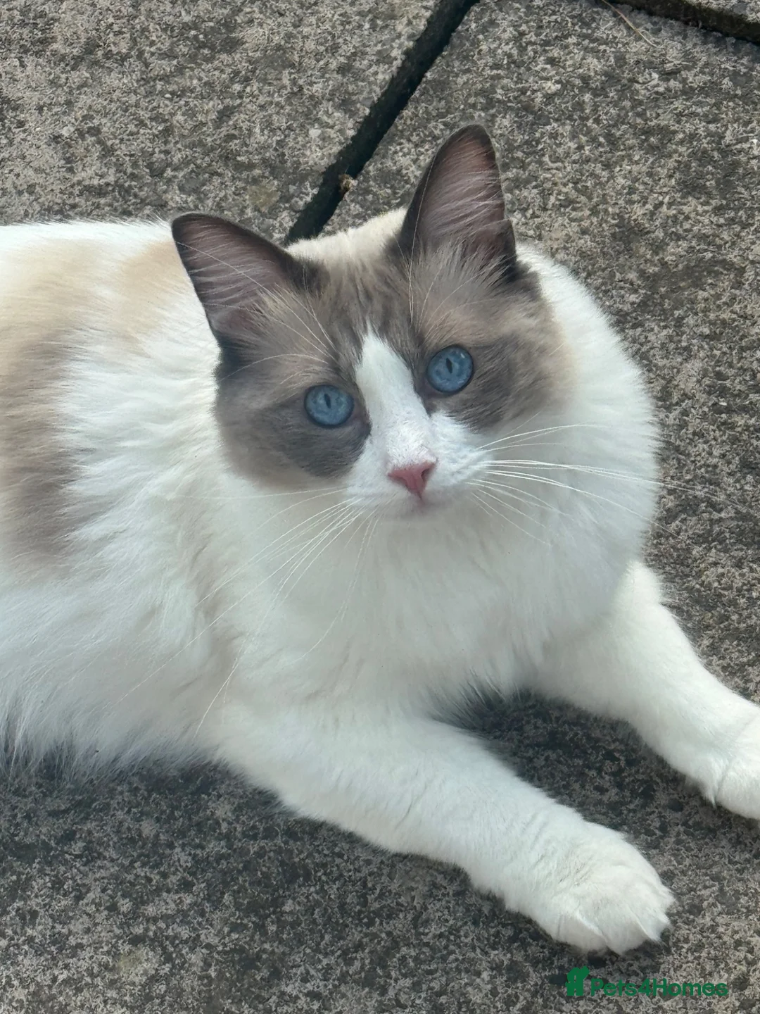Ragdoll cats for sale: Walter in Wolverhampton - Advert 3