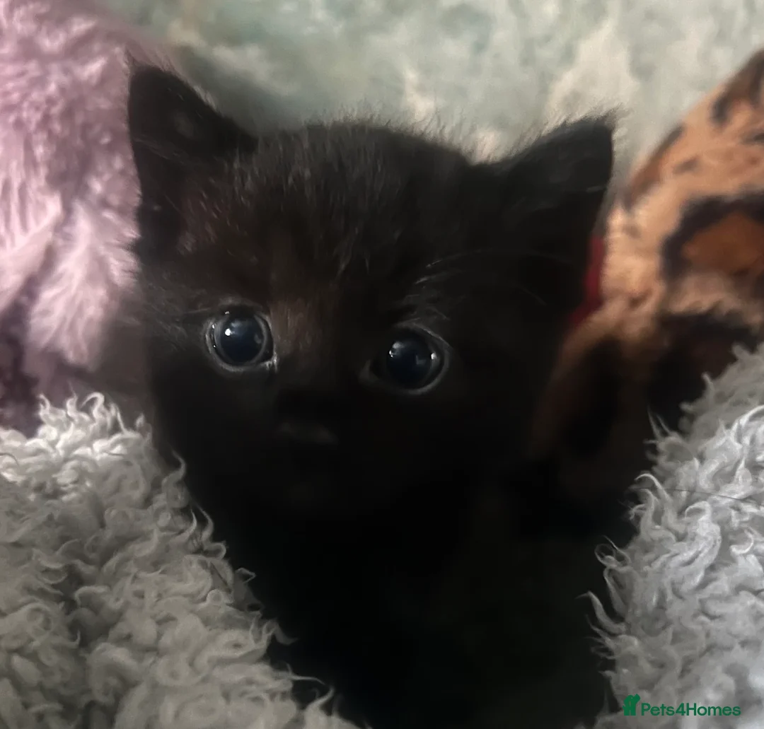 Ragdoll cats for sale: Ragdoll cross kittens  - Advert 2