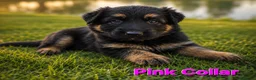 German Shepherd dogs for sale: 2 healthy straight back KC registered male GSP's  - Advert 23