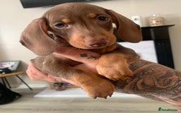 Dachshund dogs for sale: Dachshund puppies for sale  - Image 7