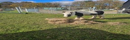 Irish Cob horses for sale: Gorgeous yearling miniture cob - Advert 3