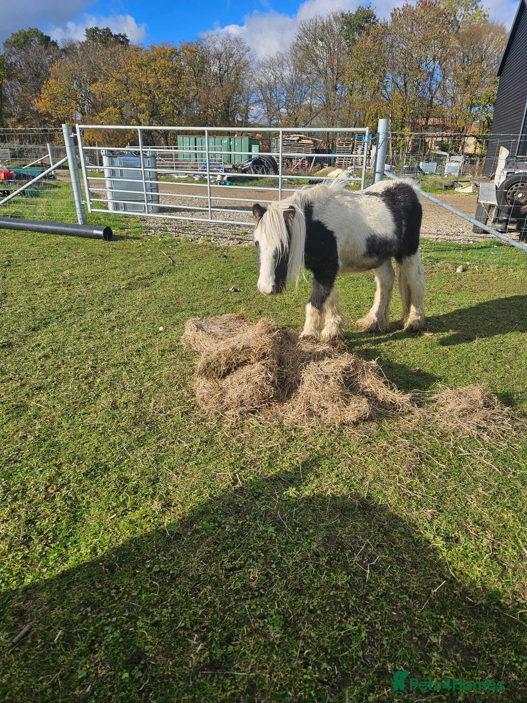 Irish Cob horses for sale: Gorgeous yearling miniture cob - Image 3