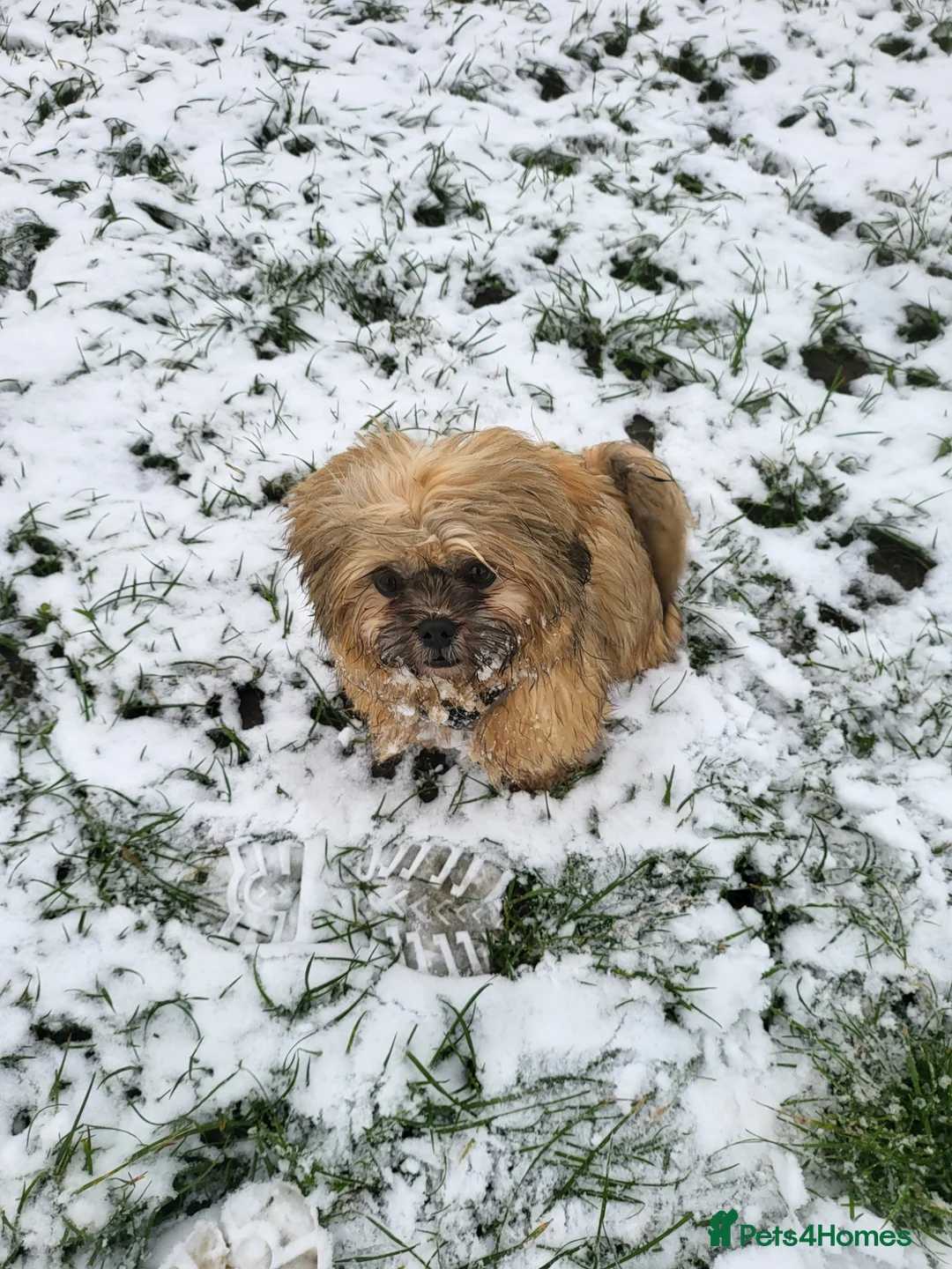 Shih Tzu dogs for sale: 2 year old shih tzu in Selby - Advert 1