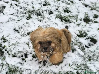 Shih Tzu dogs 2 year old shih tzu - Advert 2