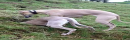 Whippet dogs for sale: KC registered whippet puppy’s  - Advert 31