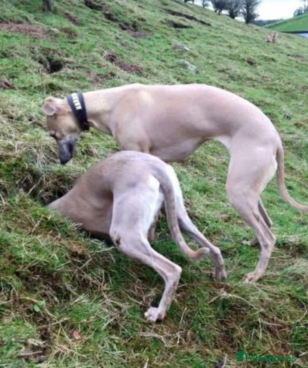 Whippet dogs for sale: KC registered whippet puppy’s  - Advert 31