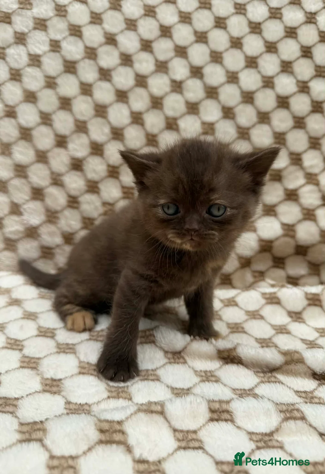 British Shorthair cats for sale: british shorthair kittens - Advert 24