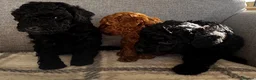 Toy Poodle dogs for sale: Beautiful Toy Poodle Puppies All Girls For Sale - Advert 5