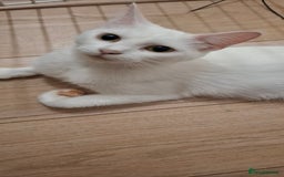 Ragdoll cats for sale: 🤍 Pure white kittens available 🤍 in Didcot - Image 5