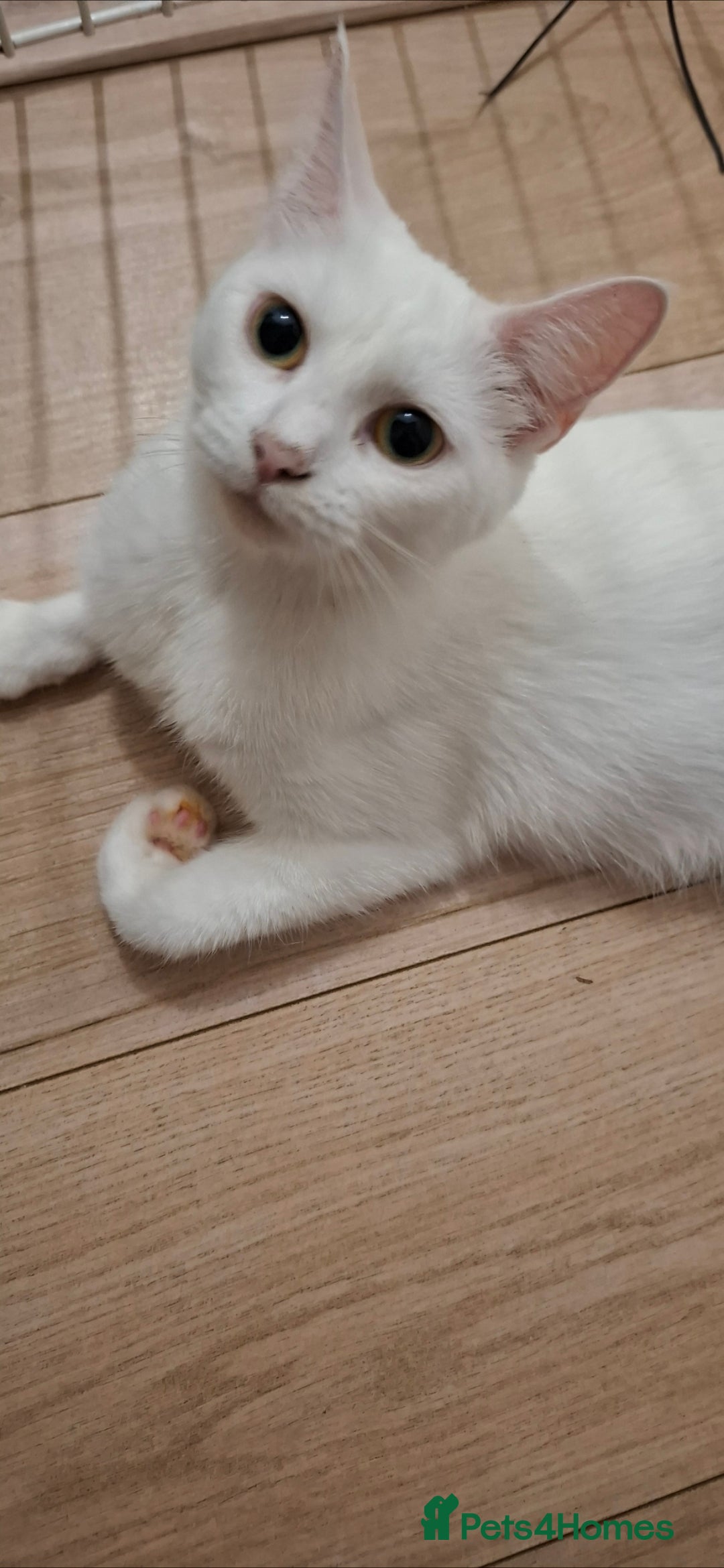 Ragdoll cats for sale: 🤍 Pure white kittens available 🤍 in Didcot - Image 5