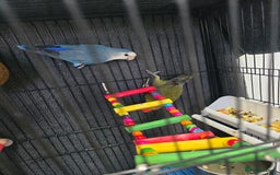 Lovebirds birds for sale: For sale - Image 8