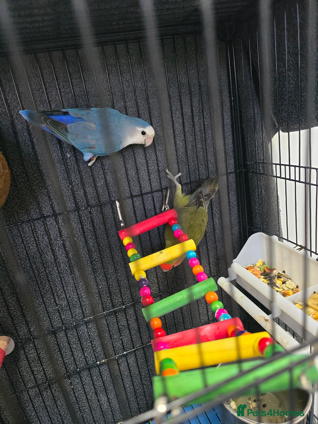 Lovebirds birds for sale: For sale - Image 8