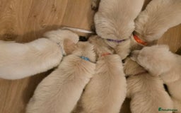 Golden Retriever dogs for sale: Beautiful Golden Retrievers READY TO GO!  - Image 9