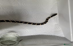 King Snake reptiles for sale: Mexican black king snake  - Image 5