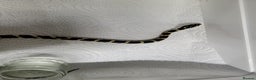 King Snake reptiles for sale: Mexican black king snake  - Advert 3
