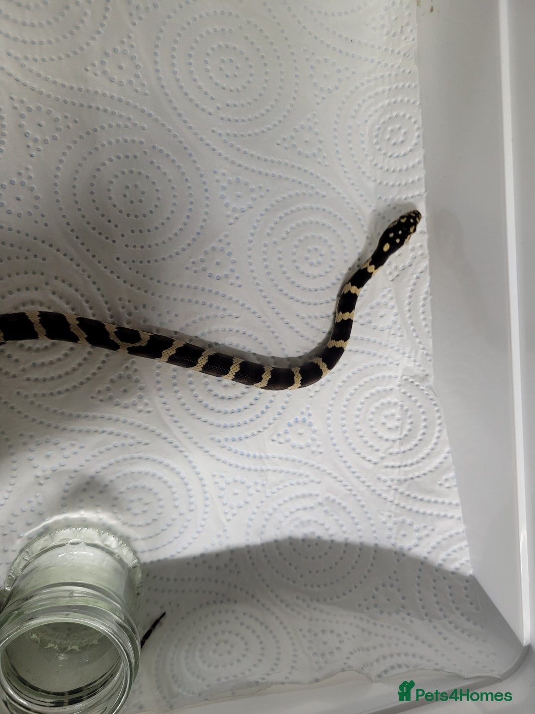 King Snake reptiles for sale: Mexican black king snake  - Image 5