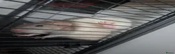 Rat rodents for sale: (with cage) 2 FEMALE RATS in Bolton - Advert 6