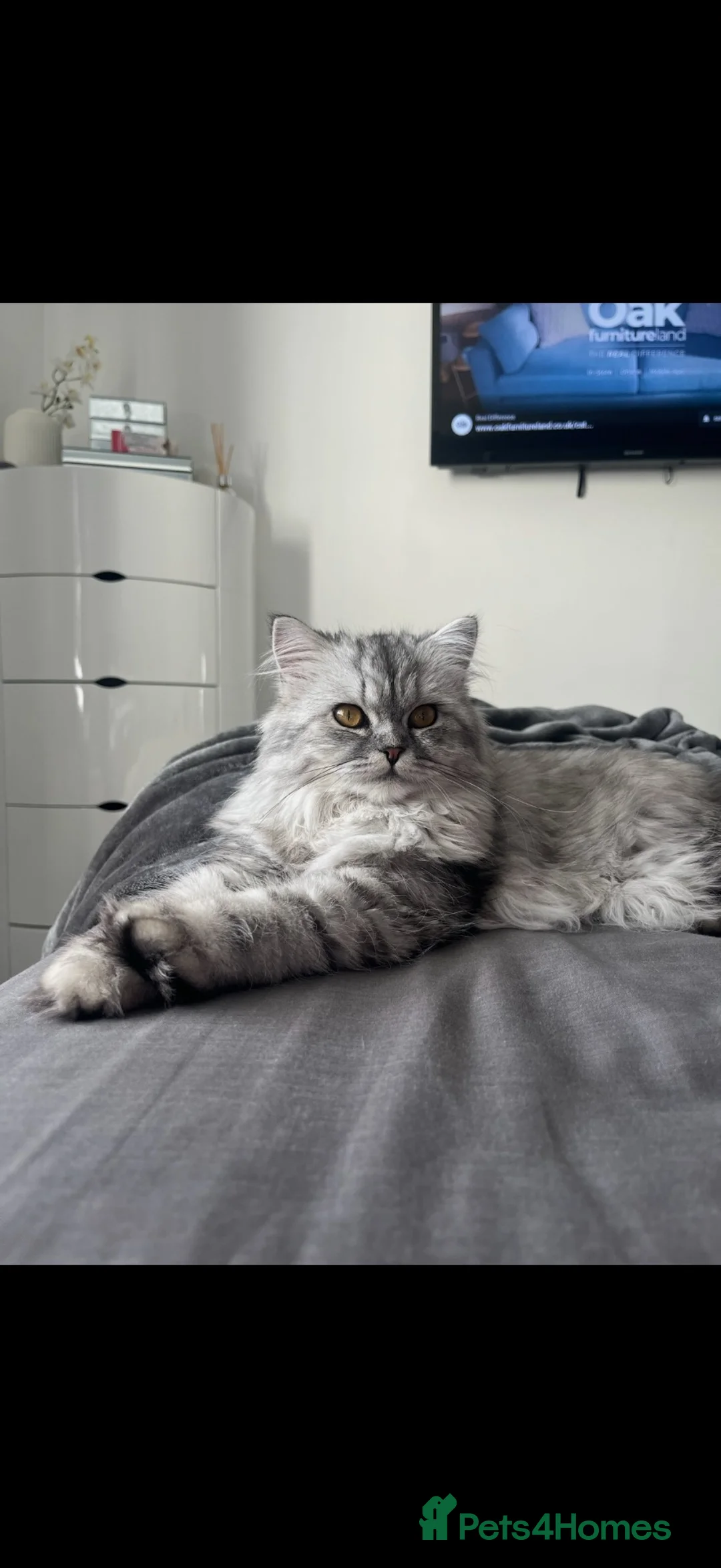 Persian cats for sale: Half Persian kittens  - Advert 2