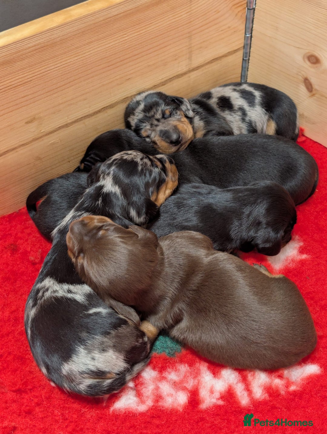 Miniature Dachshund dogs for sale: Beautiful miniature Dauchunds  - Advert 4