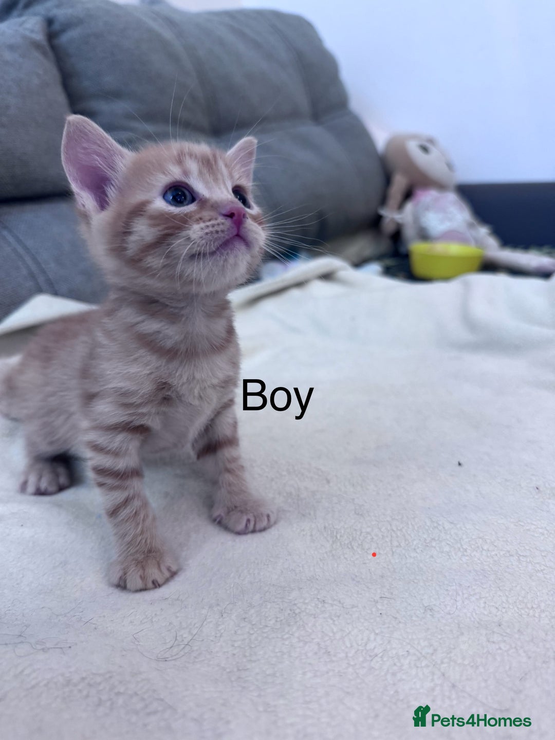 Mixed Breed cats for sale: Beautiful kittens looking new home 🐱🧡 - Advert 14