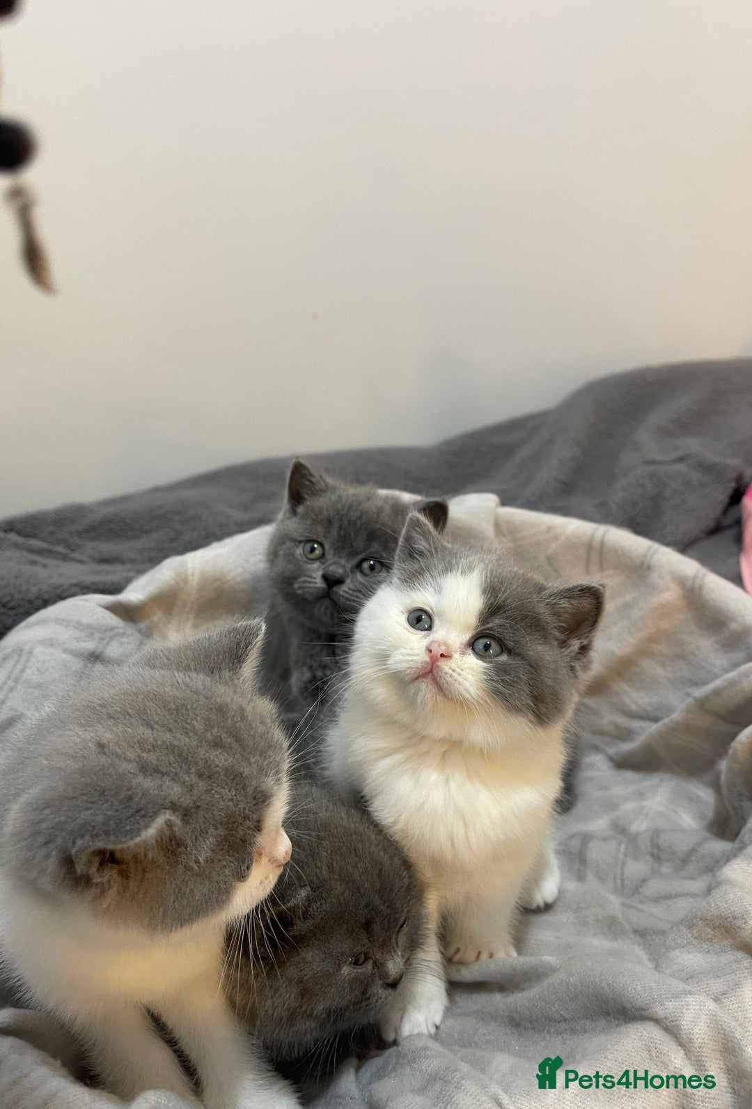 British Shorthair cats for sale: Beautiful British shorthair kittens 🐈  - Advert 2