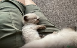 Ragdoll cats for sale: Adorable Ragdoll Kittens - Image 12