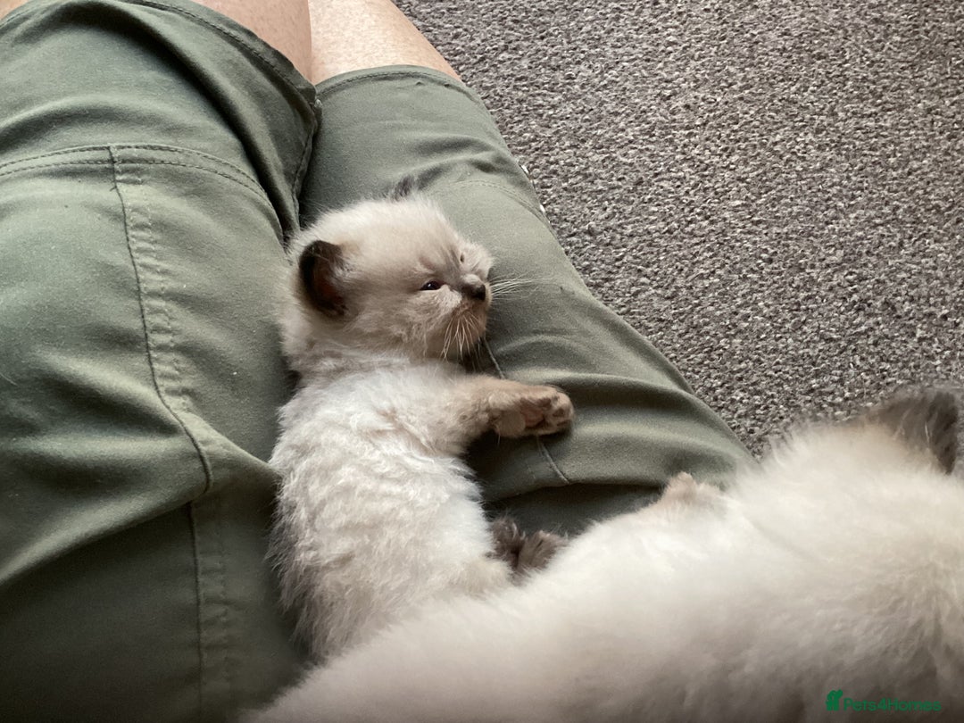 Ragdoll cats for sale: Adorable Ragdoll Kittens - Image 12