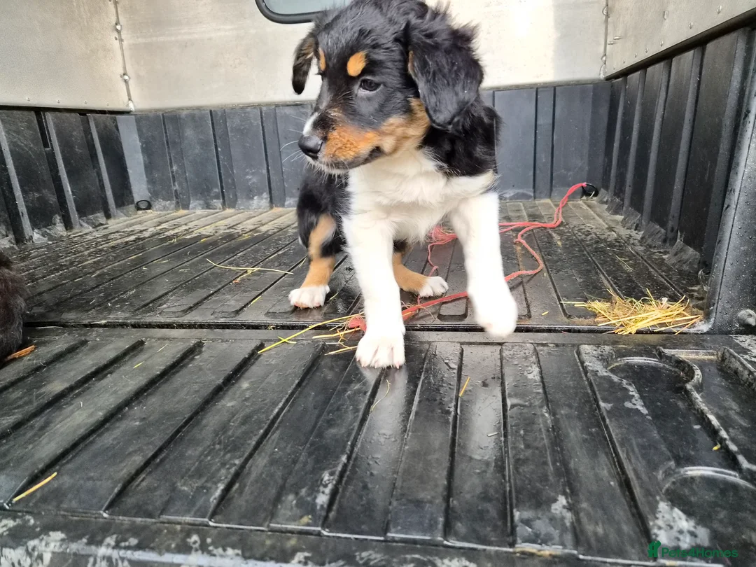 Border Collie dogs for sale: Border collie puppy 1 dog available  - Advert 2