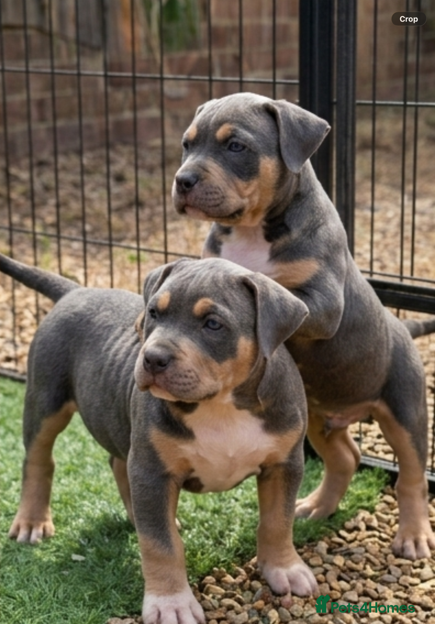 American Bully dogs American pocket bullies  - Advert 17