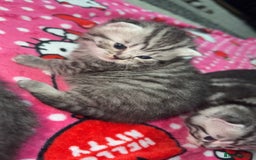 British Shorthair cats for sale: 4 beautiful tabby british shorthair kittens - Advert 20