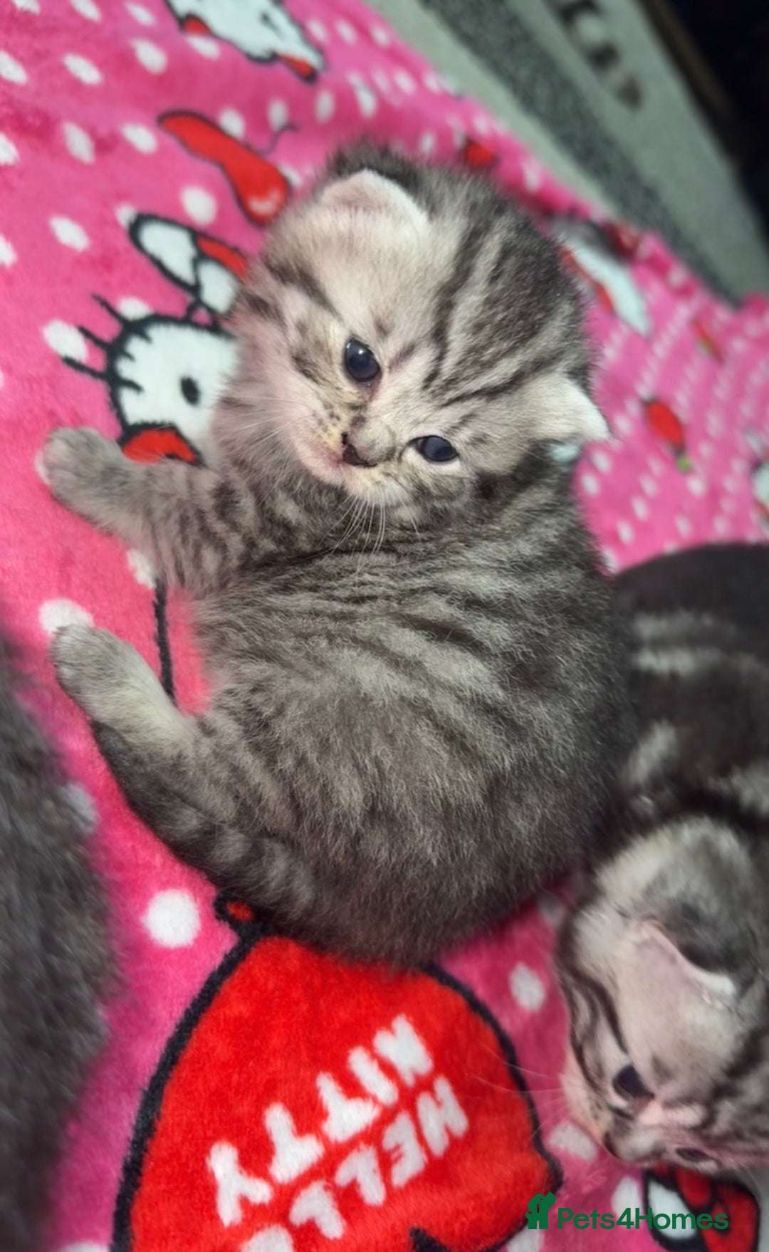 British Shorthair cats for sale: 4 beautiful tabby british shorthair kittens - Advert 20