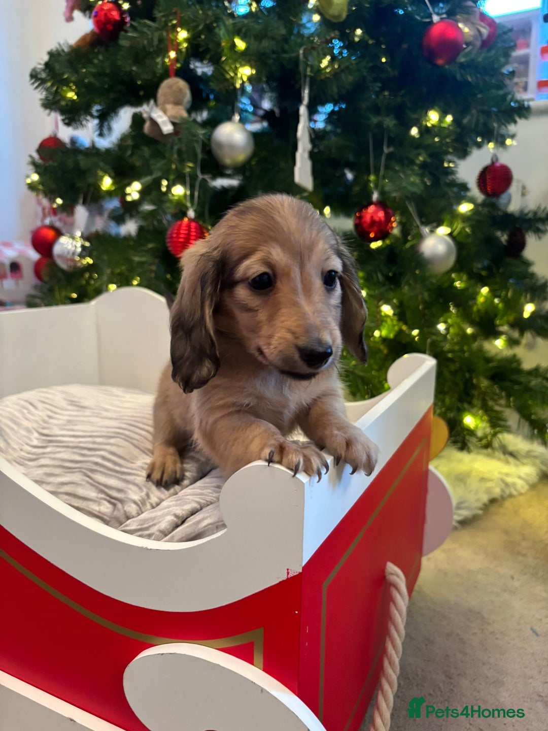Miniature Dachshund dogs for sale: 🩷LAST GIRL🩷Shaded Cream,Long Hair,Mini Dachshund - Advert 10