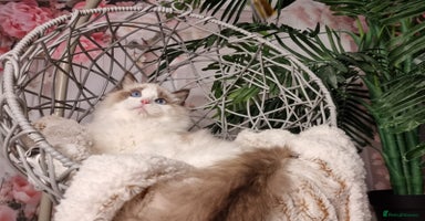 Ragdoll cats - Advert 13