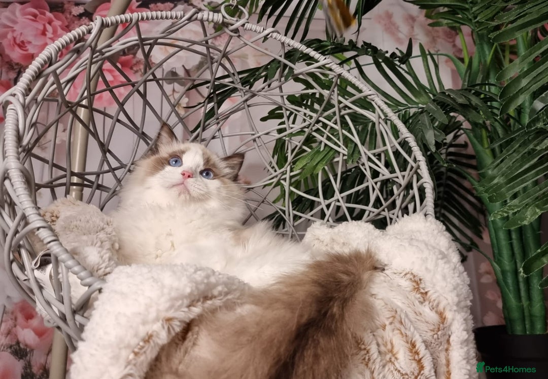 Ragdoll cats for sale: Quality Tica reg Ragdoll kittens  - Image 3