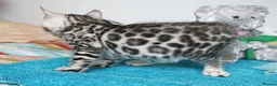 Bengal cats for sale: Superb Quality Bengal Kittens - Advert 14